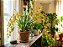Orquídea Oncidium sphacelatum - AD - Imagem 4