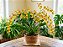 Orquídea Oncidium sphacelatum - AD - Imagem 3