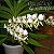 Orquídea Angraecum eburneum - Nbs - Imagem 1