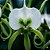Orquídea Angraecum eburneum - Nbs - Imagem 2