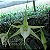 Orquídea Angraecum eburneum x sesquipedale - Nbs - Imagem 1