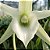 Orquídea Angraecum eburneum x sesquipedale - Nbs - Imagem 2