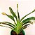 Orquídea Angraecum sesquipedale - AD - Imagem 2