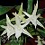 Orquídea Angraecum sesquipedale - AD - Imagem 1