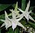Orquídea Angraecum sesquipedale - AD - Imagem 1