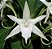 Orquídea Angraecum sesquipedale - AD - Imagem 2