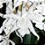 Orquídea Coelogyne cristata ochroleuca - Ad - Imagem 1
