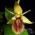 Orquídea Coelogyne ovalis - AD - Imagem 1