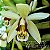 Orquídea Coelogyne tomentosa - AD - Imagem 1