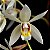 Orquidea Coelogyne flaccida  - Ad - Imagem 2