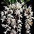 Orquidea Coelogyne flaccida  - Ad - Imagem 1