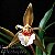 Orquidea Coelogyne lawrenceana - AD - Imagem 1