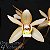Orquídea Coelogyne testacea - AD - Imagem 1