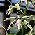 Orquídea Epidendrum prismatocarpum - NBS - Imagem 1