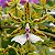 Orquídea Epidendrum stamfordianum - NBS - Imagem 1
