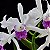 Orquídea laelia lobata semi alba - AD - Imagem 1