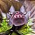 Tacca chantrieri "Flor Morcego" Ad - Imagem 3