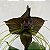 Tacca chantrieri "Flor Morcego" Ad - Imagem 4