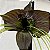 Tacca chantrieri "Flor Morcego" Ad - Imagem 2