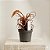 Bromélia Tillandsia crispa - Ad - Imagem 2