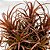 Bromélia Tillandsia crispa - Ad - Imagem 3