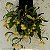 Bulbophyllum odoratissimum - Ad - Imagem 2