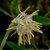 Bulbophyllum odoratissimum - Ad - Imagem 1