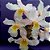 Orquídea Dendrobium Stardust "Perolado" - AD - Imagem 2