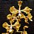 Orquídea Encyclia fowliei - Ad - Imagem 1