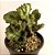 Cacto Euphorbia Lactea Cristata - Imagem 1