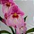 Orquídea Miltonia Colombiana Rosa n.01 - Imagem 1