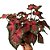 Caladium especial n.03 - 25cm - Imagem 2