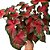 Caladium especial n.03 - 25cm - Imagem 1