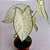 Caladium n.06 - 30cm - Imagem 1