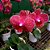 Orquídea Phalaenopsis Vermelha Mesclada n.01 - Imagem 1