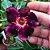 Rosa do Deserto Especial n.1 - Imagem 1