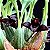 Orquídea Maxillaria schunkeana - Ad - Imagem 2