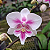 Orquídea Phalaenopsis exótica n.10 - Imagem 2