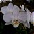 Orquídea Phalaenopsis Rosa Claro - Ad - Imagem 1
