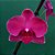 Orquídea Phalaenopsis Vermelha n.02 - Imagem 1
