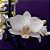 Orquídea Phalaenopsis Branca mini n.01 - Imagem 1