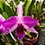 Orquídea Laelia purpurata estriata - Ad - Imagem 1