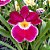 Orquídea Miltonia Colombiana Vermelha n.01 - Imagem 1