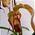 Phragmipedium Grande - Ad - Imagem 2