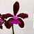 Orquídea Cattleya leopoldii "Dark Princess" - Ad - Imagem 2