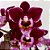 Orquídea Phalaenopsis Khan Barry - Ad - Imagem 1