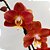 Orquídea Phalaenopsis Horizon - Ad - Imagem 1