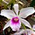 Orquídea Laelia purpurata argolão - Ad - Imagem 2