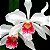 Orquídea Laelia purpurata carnea - Nbs - Imagem 1