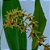 Orquídea Dendrochilum oxylobum - Adulta - Imagem 2